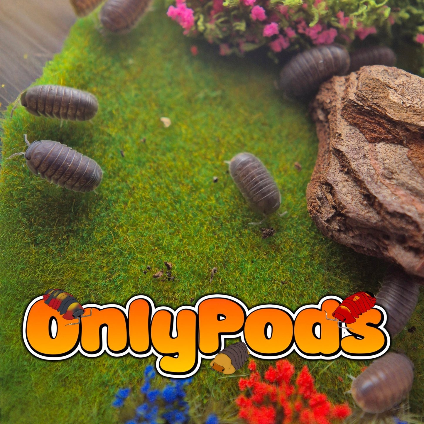 Cubaris Murina Isopod for sale UK - OnlyPods