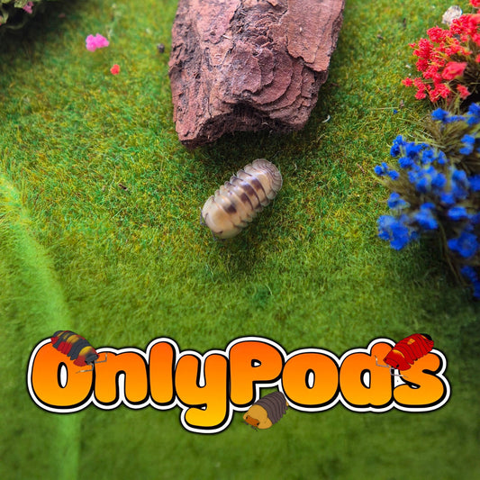 Cubaris Opal Isopod for sale UK - OnlyPods