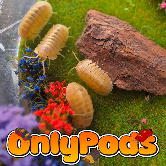 Cubaris Orange Freeze Isopod for sale UK - OnlyPods