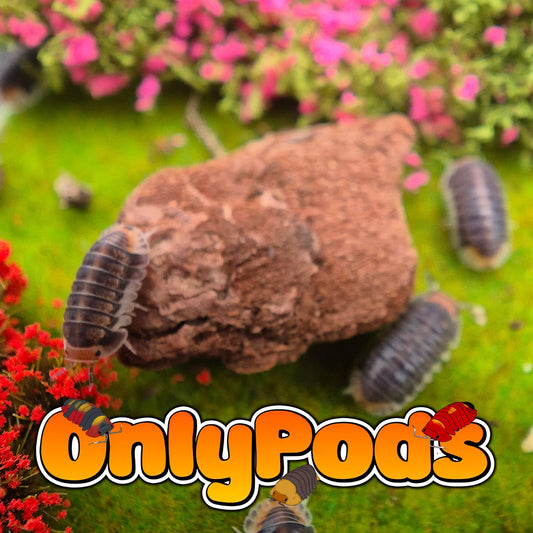 Cubaris Pak Chong Isopod for sale UK - OnlyPods