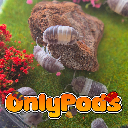 Cubaris Panda King Isopod for sale UK - OnlyPods