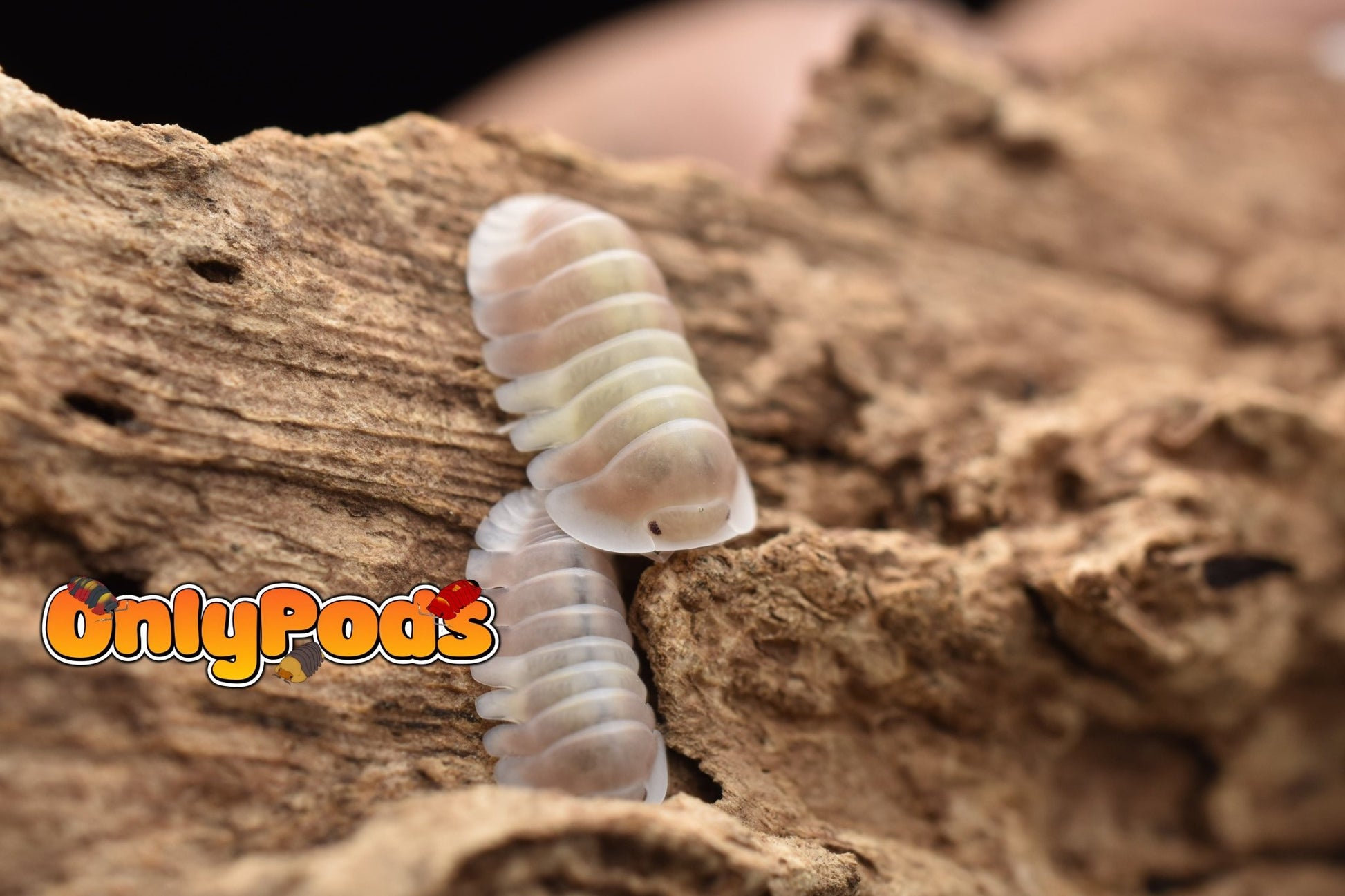 Cubaris Pink Cappuccino Isopod for sale UK - OnlyPods