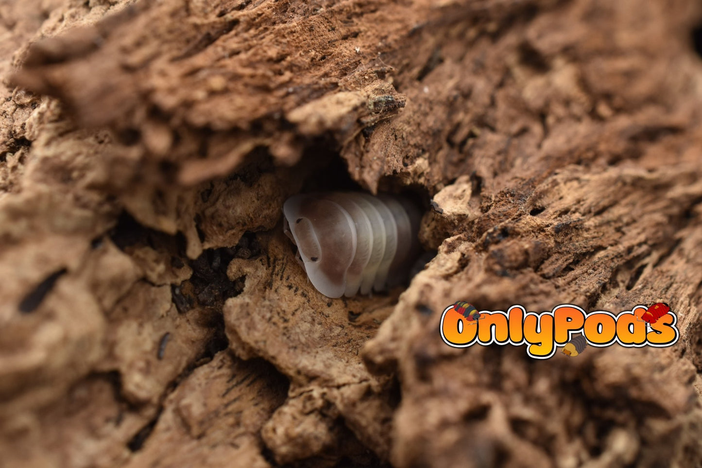 Cubaris Pink Cappuccino Isopod for sale UK - OnlyPods