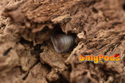Cubaris Pink Cappuccino Isopod for sale UK - OnlyPods