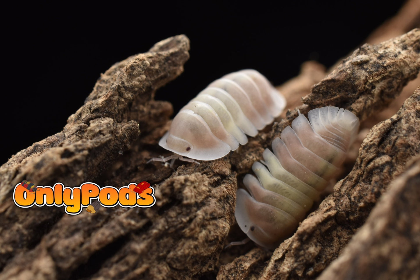Cubaris Pink Cappuccino Isopod for sale UK - OnlyPods