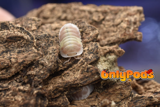 Cubaris Pink Cappuccino Isopod for sale UK - OnlyPods