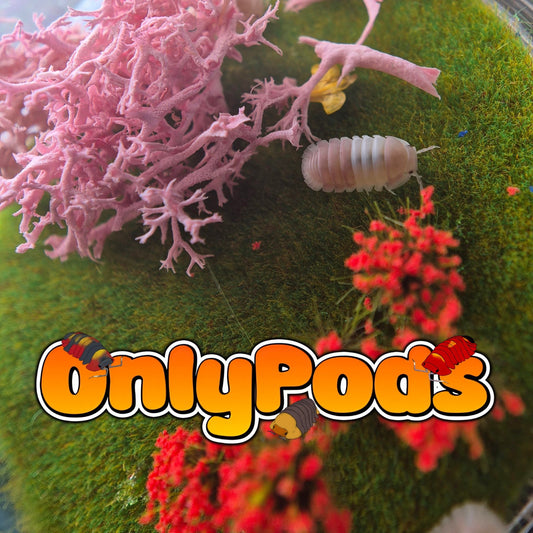 Cubaris Pink Panda Isopod for sale UK - OnlyPods