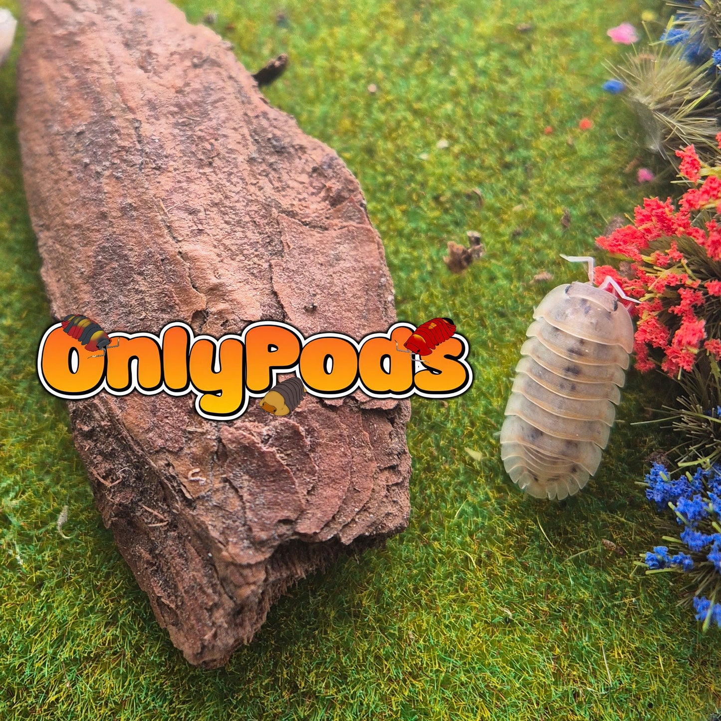 Cubaris Plantin Dalmation Isopod for sale UK - OnlyPods
