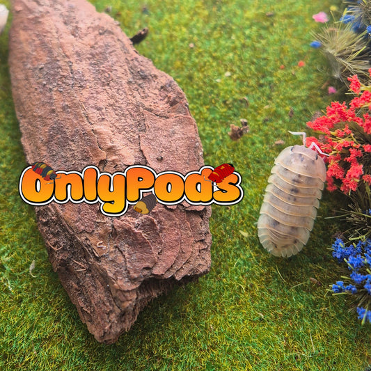 Cubaris Plantin Dalmation Isopod for sale UK - OnlyPods