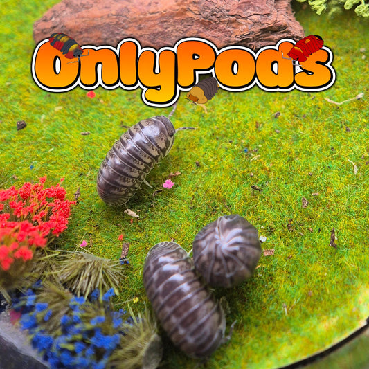 Cubaris Platinum Ducky Isopod for sale UK - OnlyPods
