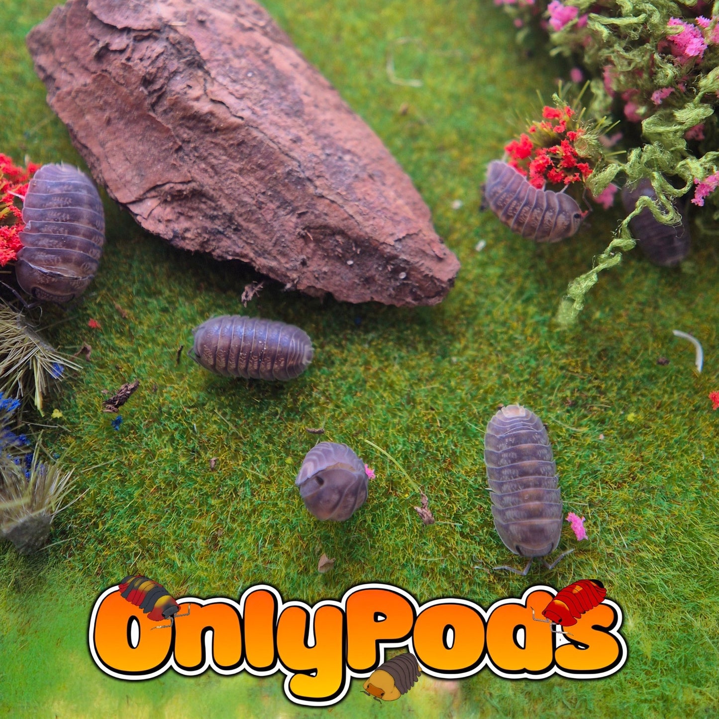 Cubaris Pyrite Isopod for sale UK - OnlyPods
