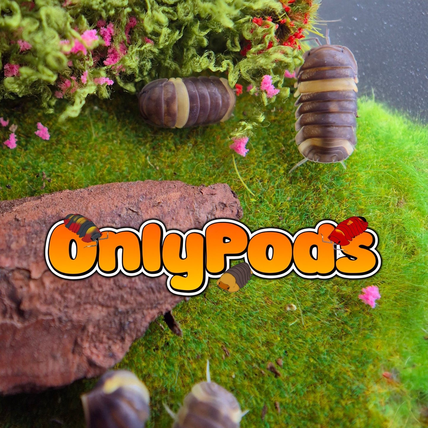 Cubaris R13 (Malaysia) Isopod for sale UK - OnlyPods