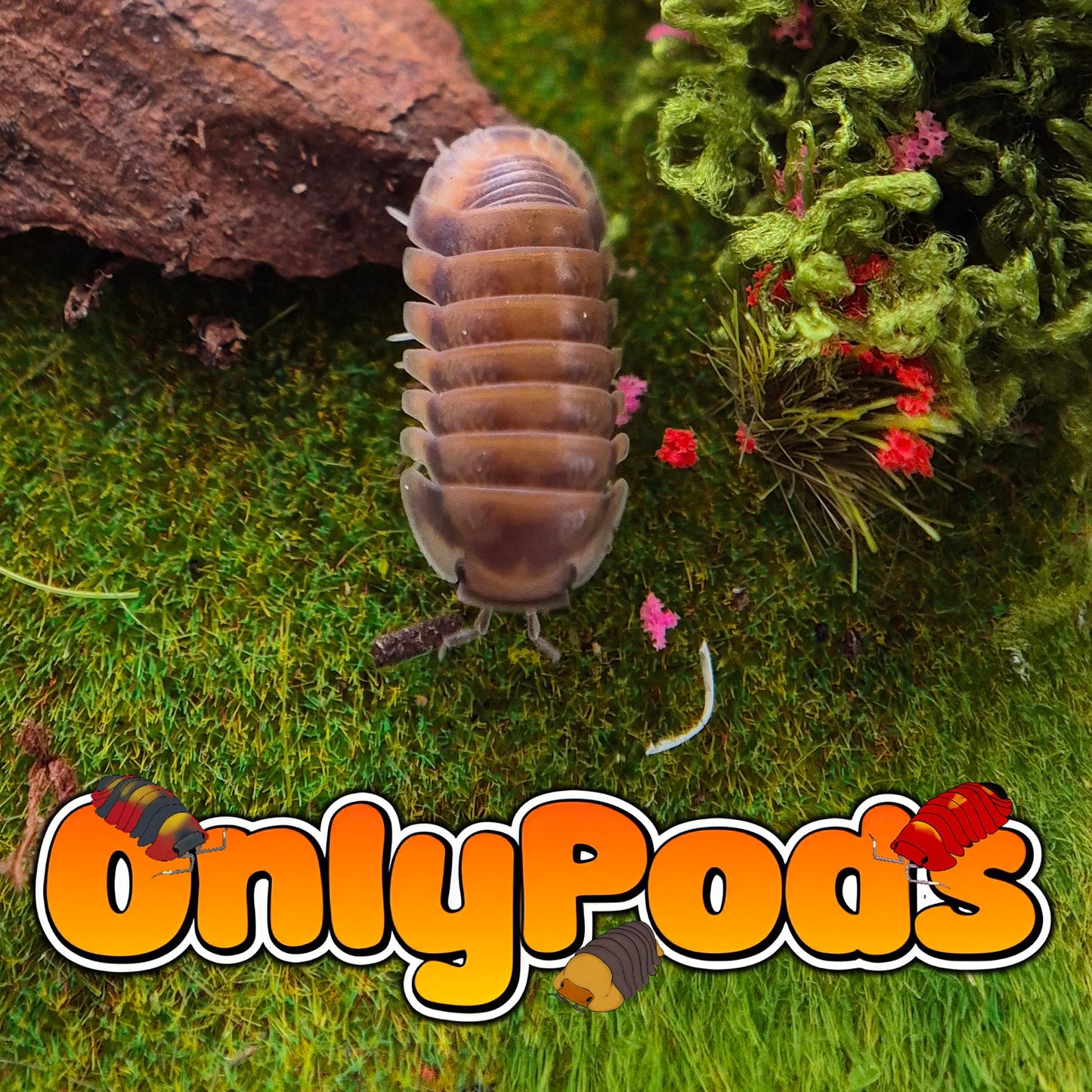 Cubaris Red Pak Chong Isopod for sale UK - OnlyPods