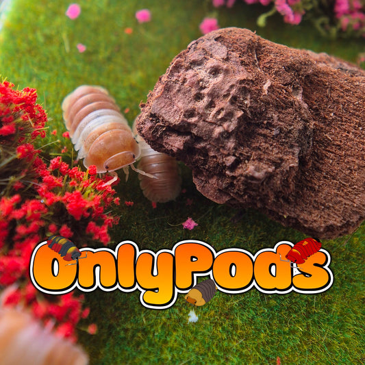 Cubaris Red Panda Isopod for sale UK - OnlyPods