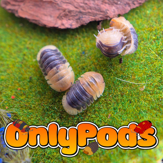 Cubaris Rubber Bee Isopod for sale UK - OnlyPods