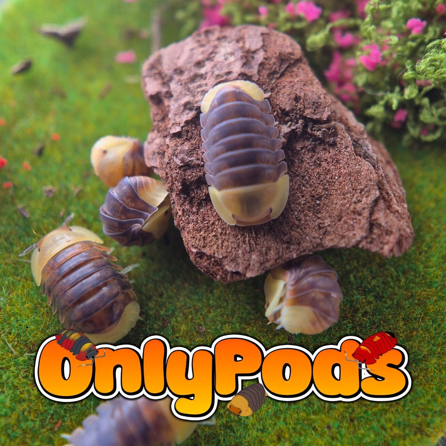 Cubaris Rubber Ducky Isopod for sale UK - OnlyPods