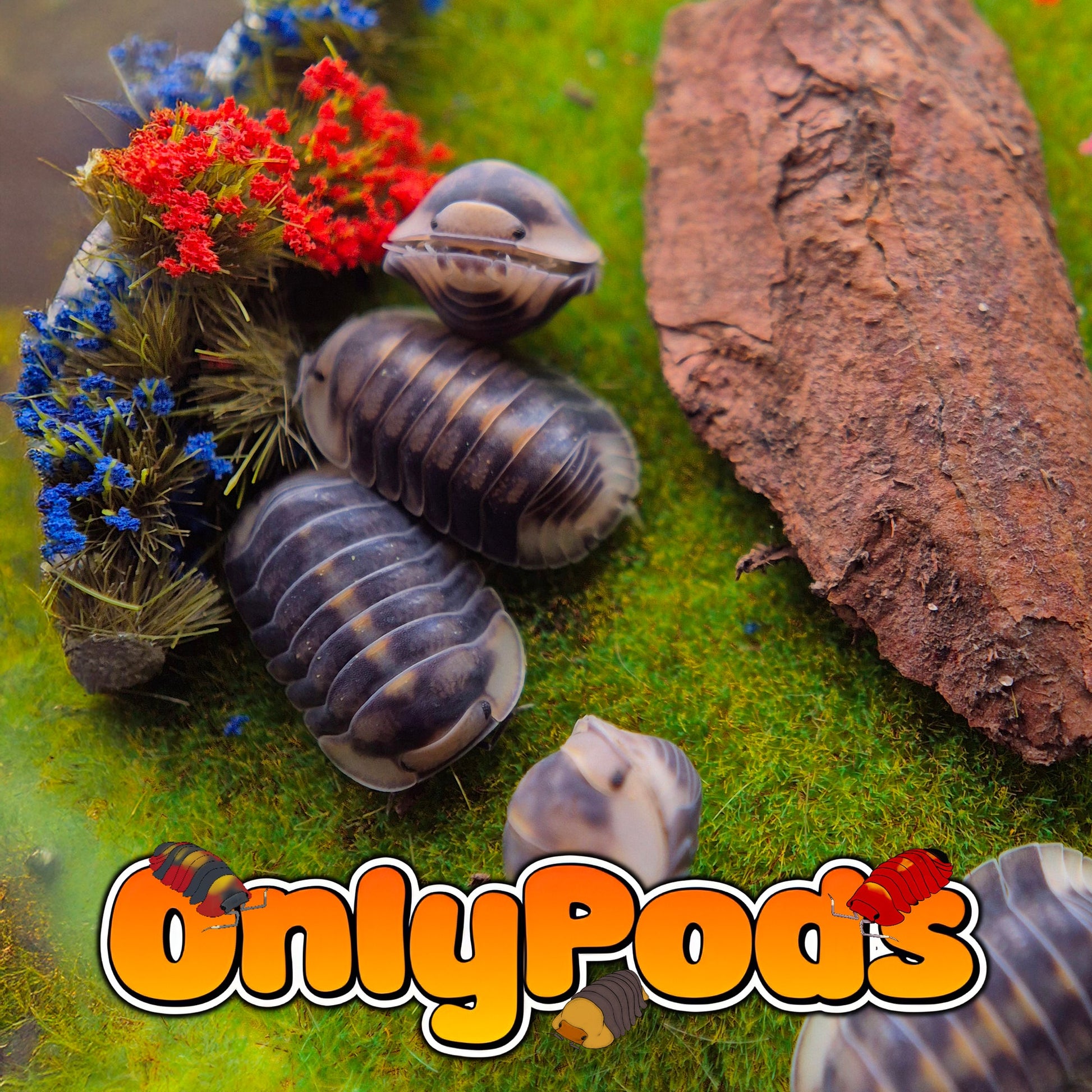Cubaris Rusty Ducky Isopod for sale UK - OnlyPods