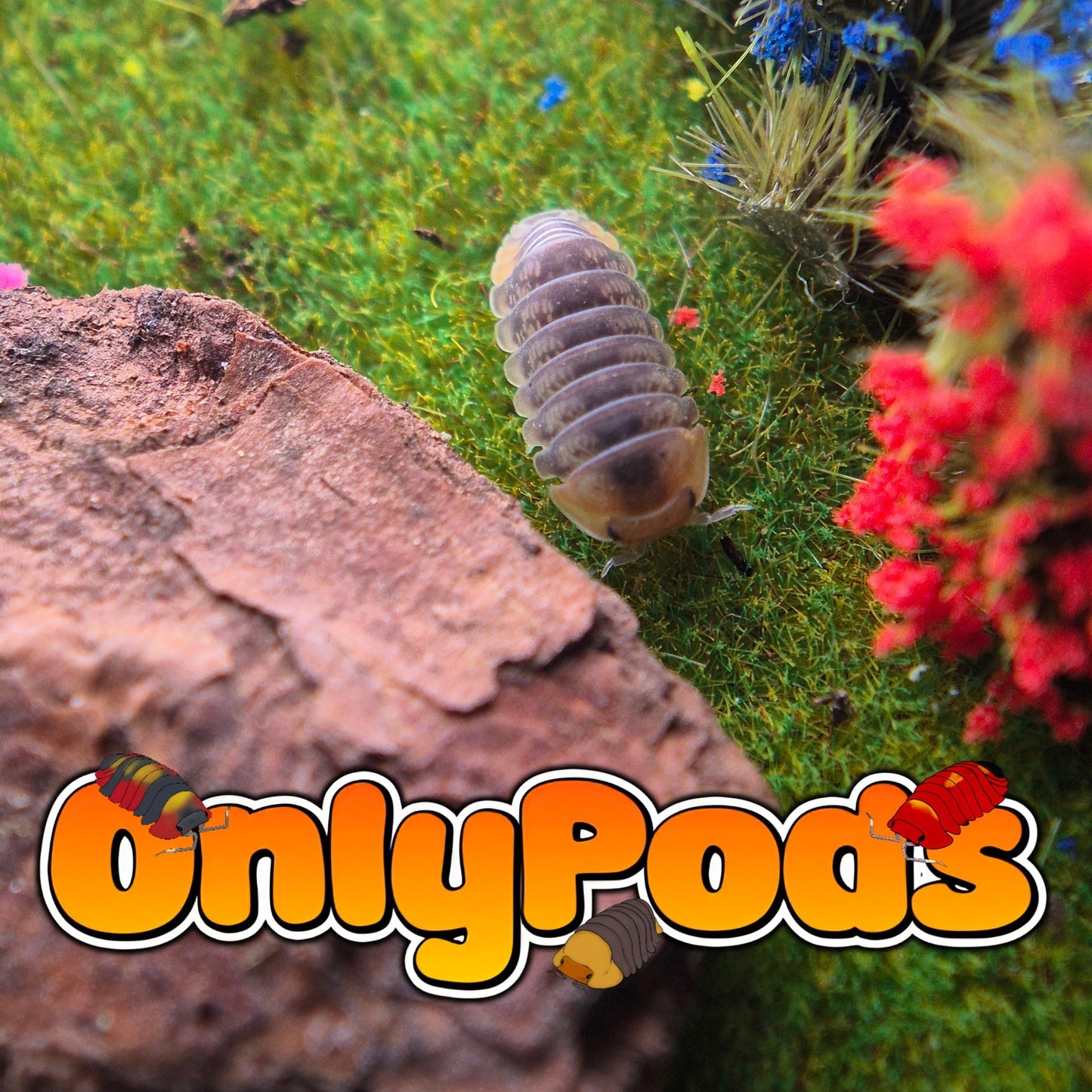 Cubaris Sagolo Isopod for sale UK - OnlyPods