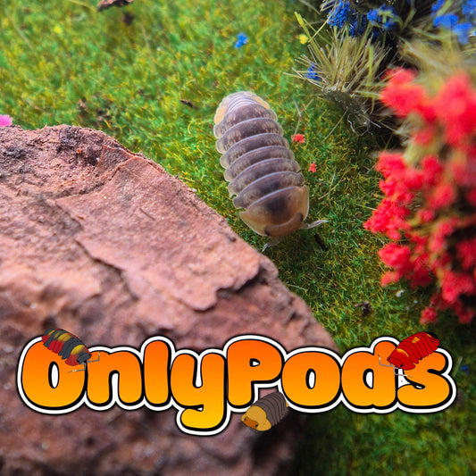 Cubaris Sagolo Isopod for sale UK - OnlyPods