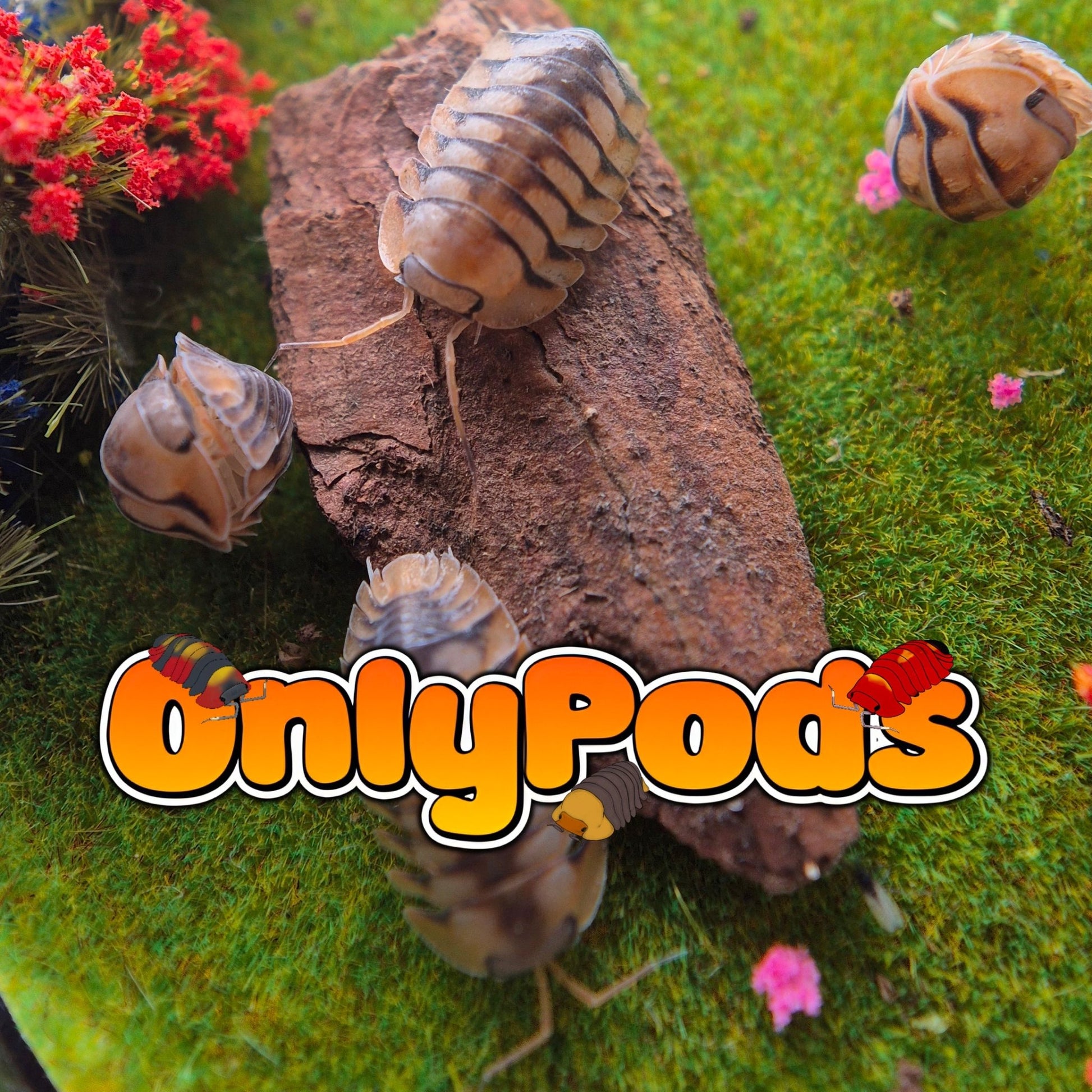 Cubaris Scarlet Tiger Isopod for sale UK - OnlyPods