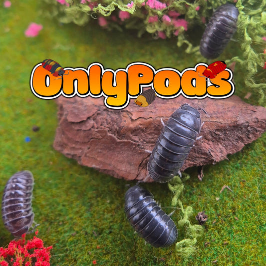 Cubaris Shiny Dark Isopod for sale UK - OnlyPods