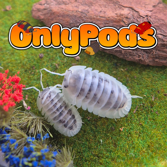 Cubaris Shito Uitsu Isopod for sale UK - OnlyPods