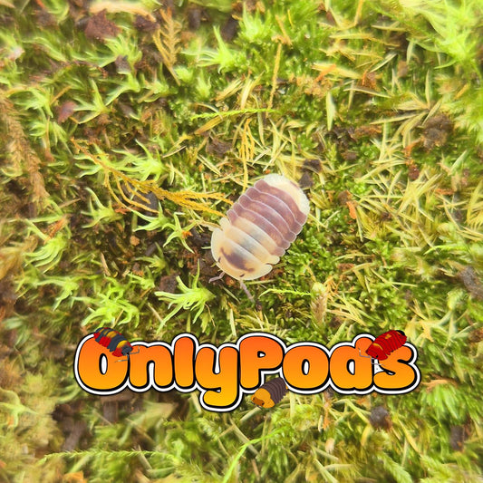 Cubaris Snow Bee Isopod for sale UK - OnlyPods