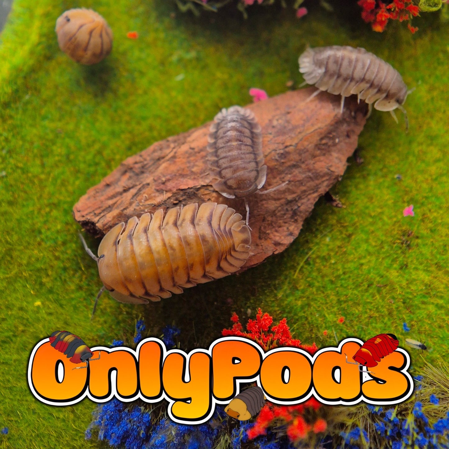 Cubaris Sun Tiger Isopod for sale UK - OnlyPods
