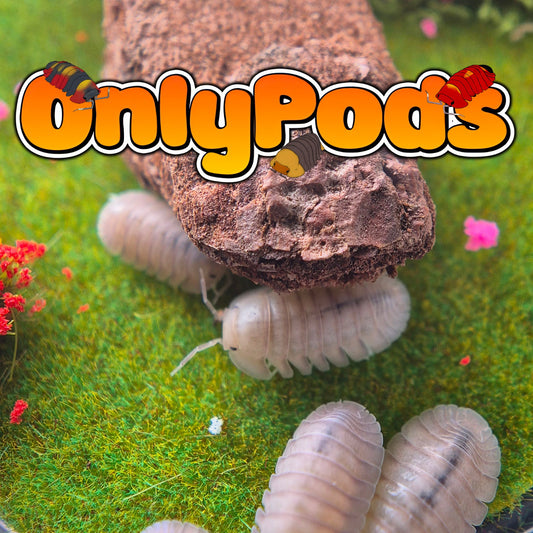 Cubaris Thai Blue Isopod for sale UK - OnlyPods