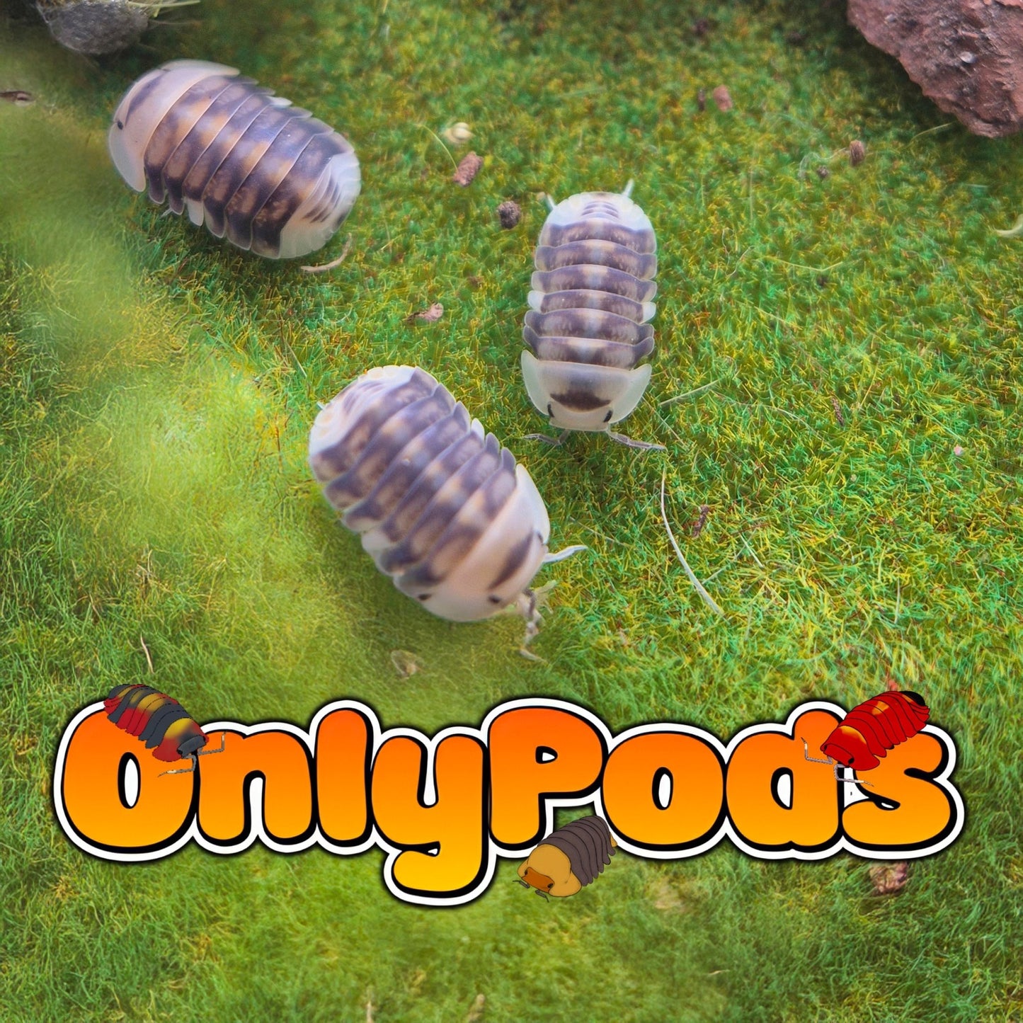 Cubaris White Ducky Isopod for sale UK - OnlyPods