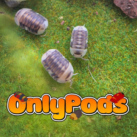 Cubaris White Ducky Isopod for sale UK - OnlyPods