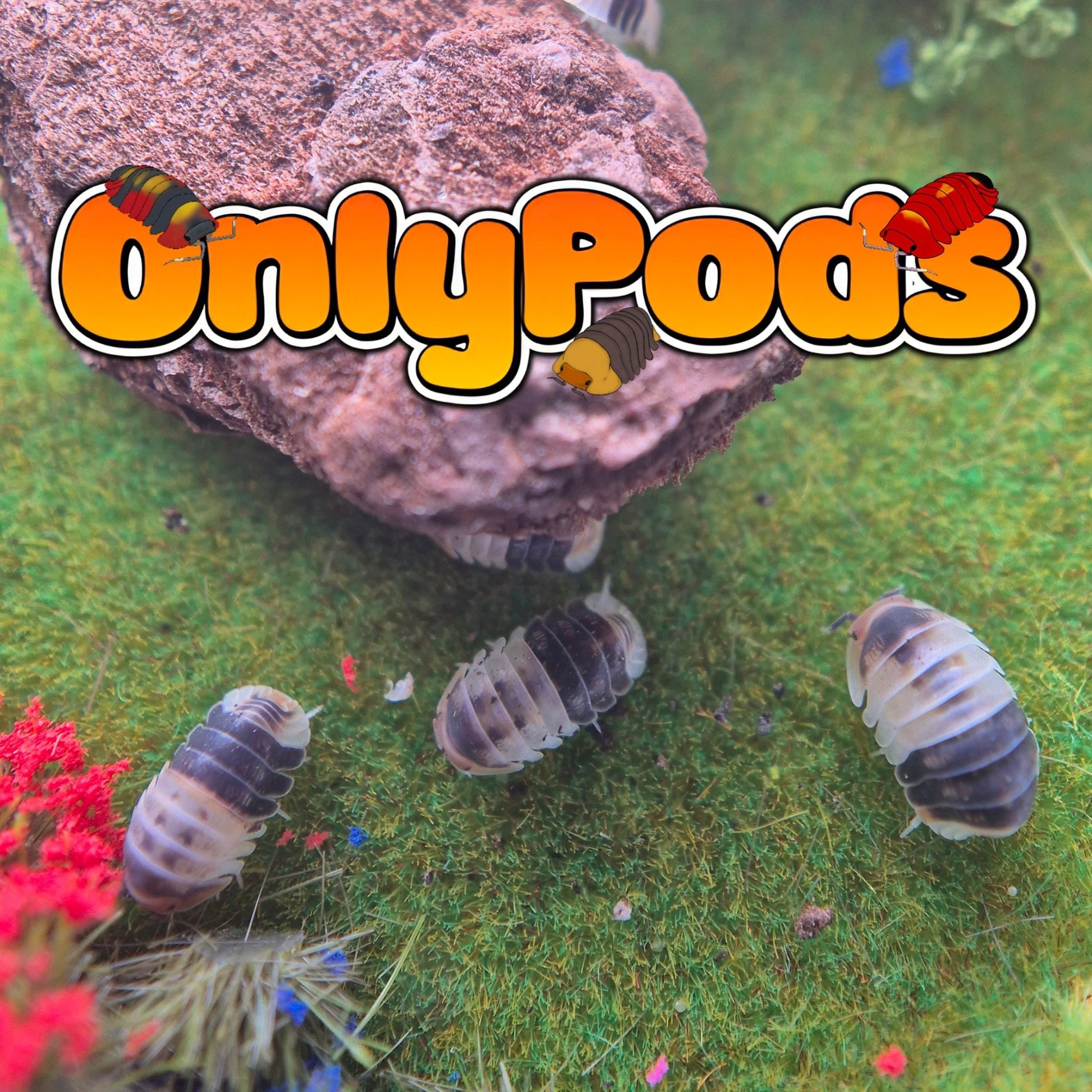 Cubaris White Shark Isopod for sale UK - OnlyPods