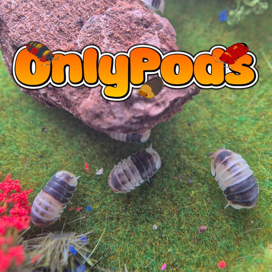 Cubaris White Shark Isopod for sale UK - OnlyPods