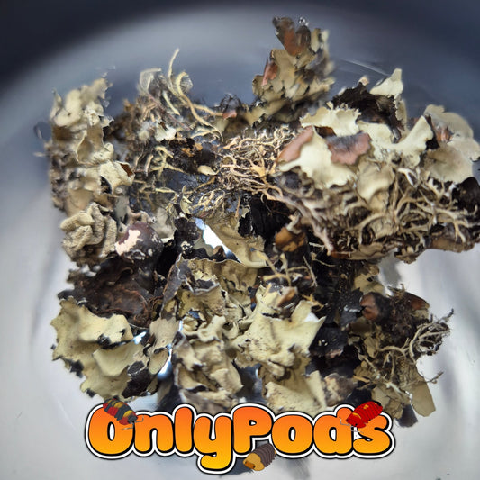 Dried lichen Dry Goods for sale UK - OnlyPods