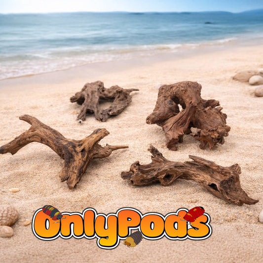 Driftwood Dry Goods for sale UK - OnlyPods