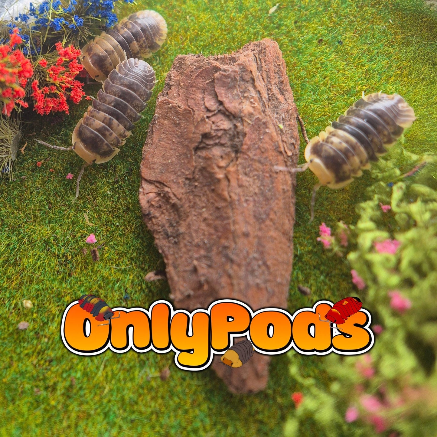 Filipinodillo Batman Isopod for sale UK - OnlyPods