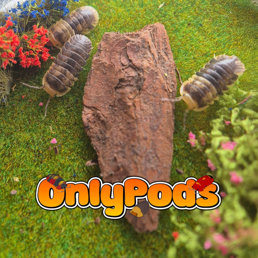 Filipinodillo Batman Isopod for sale UK - OnlyPods