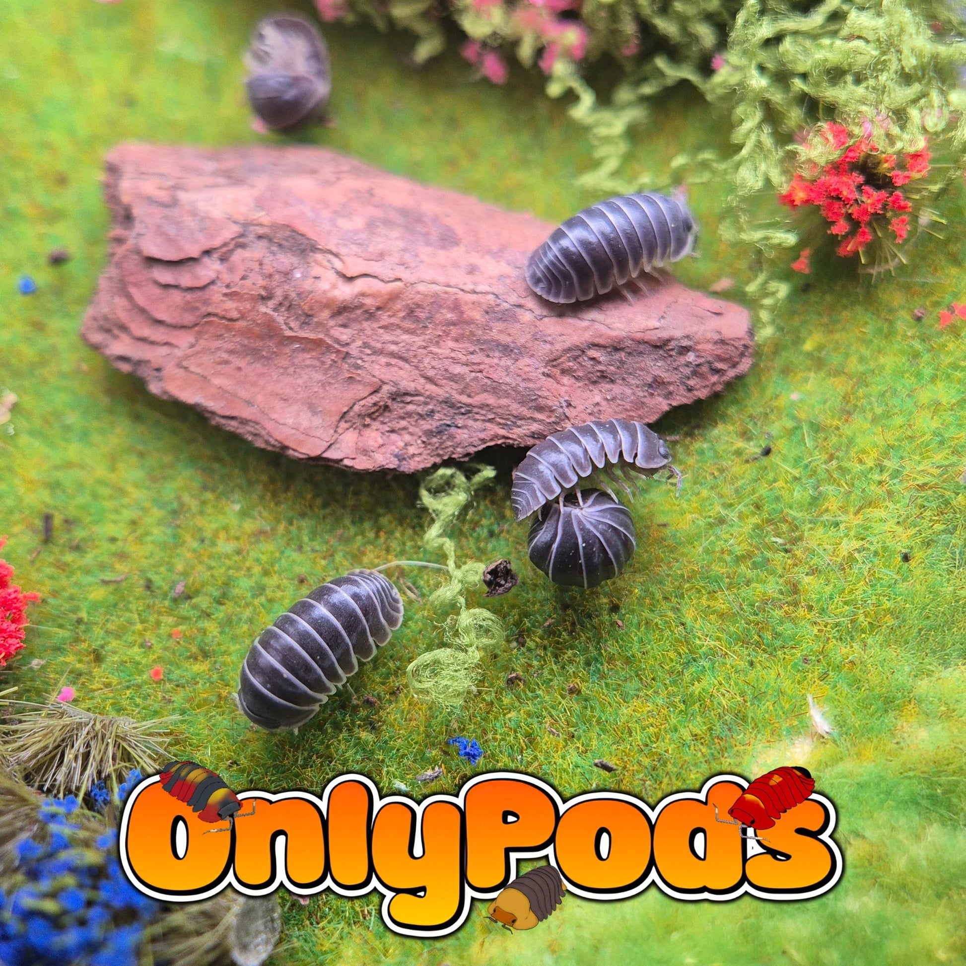 Filipinodillo Borneo Zebra Isopod for sale UK - OnlyPods