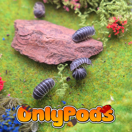 Filipinodillo Borneo Zebra Isopod for sale UK - OnlyPods