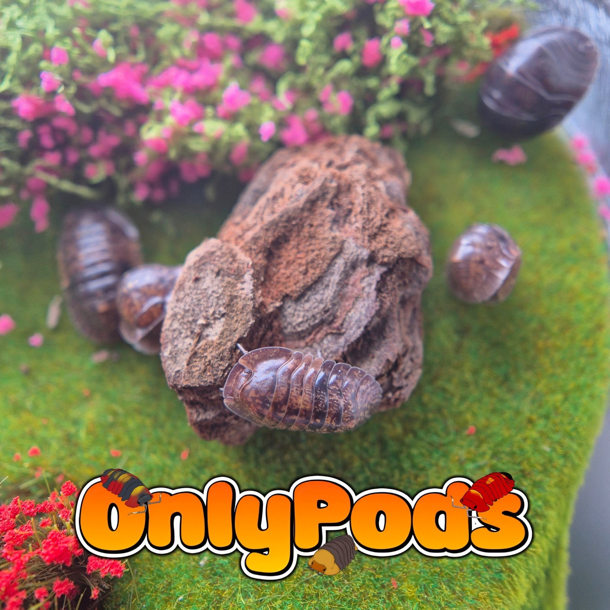 Filipinodillo Giant Banaho Isopod for sale UK - OnlyPods