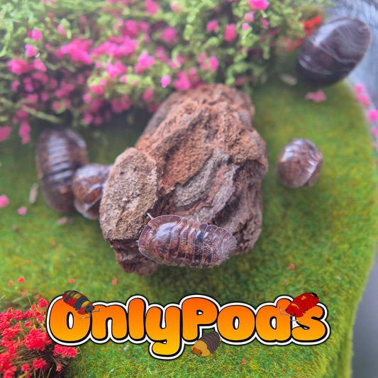 Filipinodillo Giant Banaho Isopod for sale UK - OnlyPods