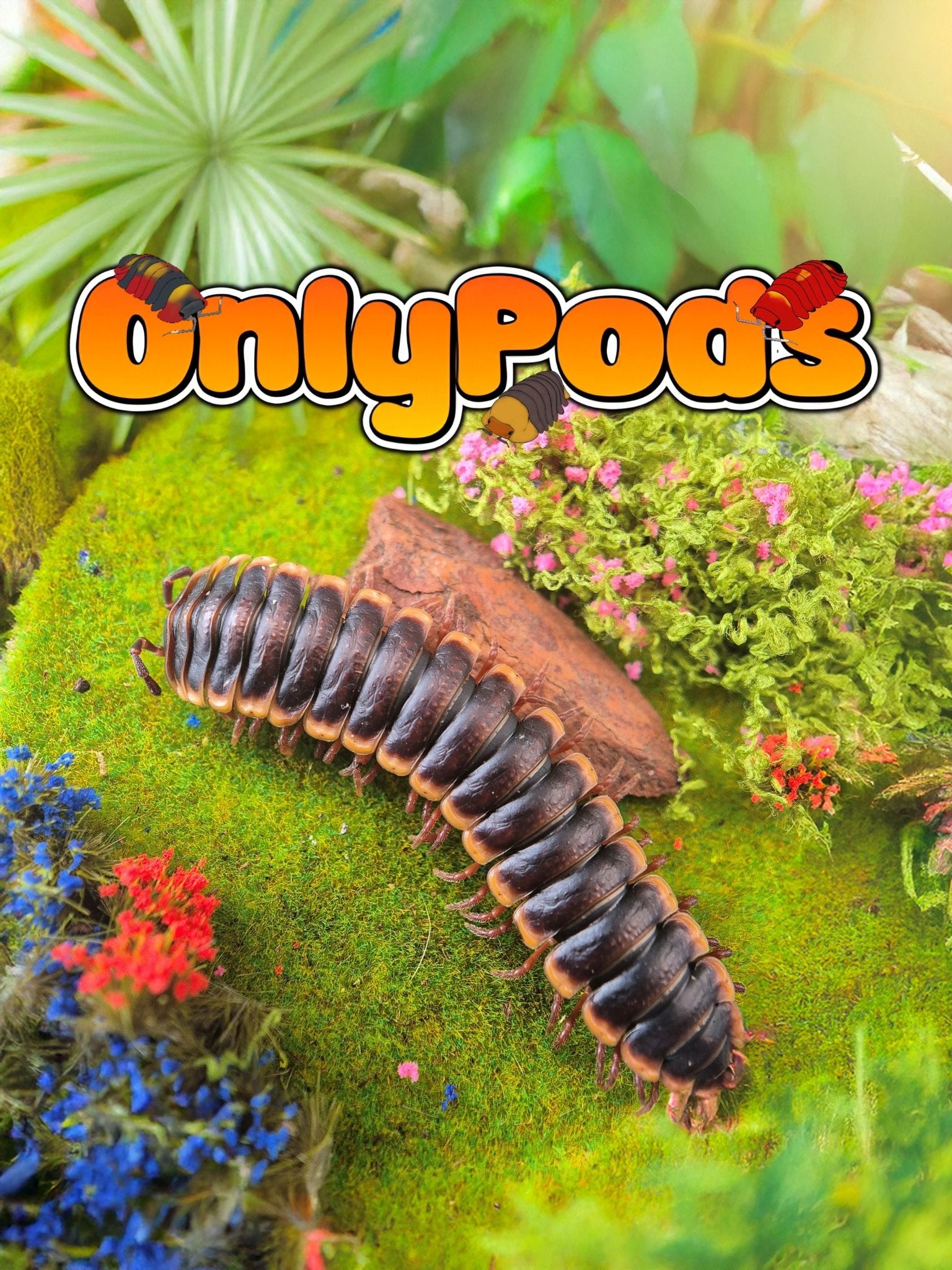 Gold Edged Band Tail (Coromus Diaphorus) Millipedes for sale UK - OnlyPods