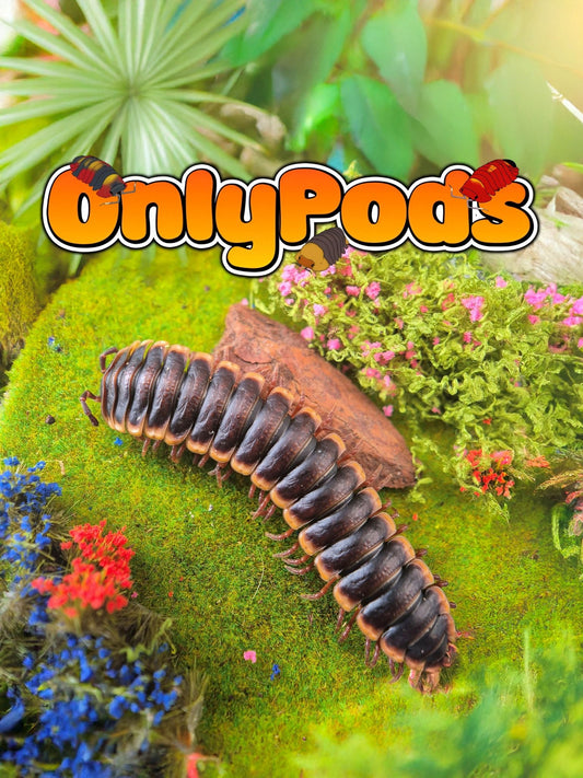 Gold Edged Band Tail (Coromus Diaphorus) Millipedes for sale UK - OnlyPods
