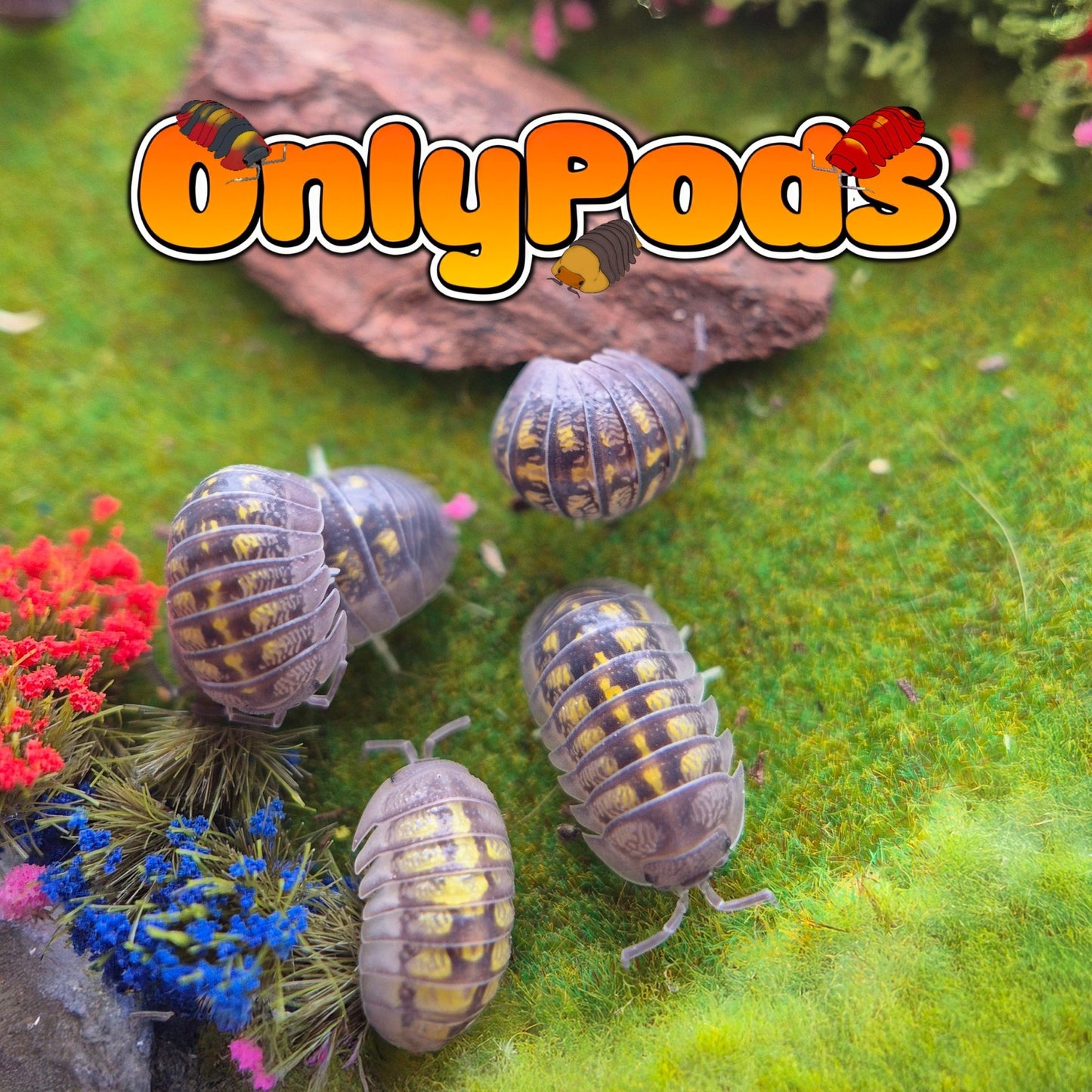 Granulatum Lemon (Armadillidium Granulatum) Isopod for sale UK - OnlyPods