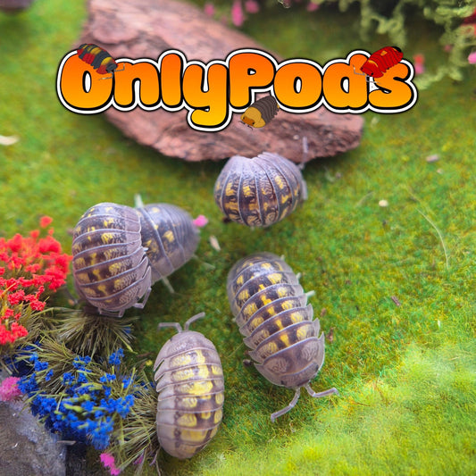 Granulatum Lemon (Armadillidium Granulatum) Isopod for sale UK - OnlyPods