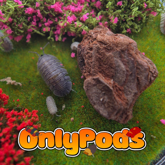 Greek Speckled (Peraccae) Isopod for sale UK - OnlyPods