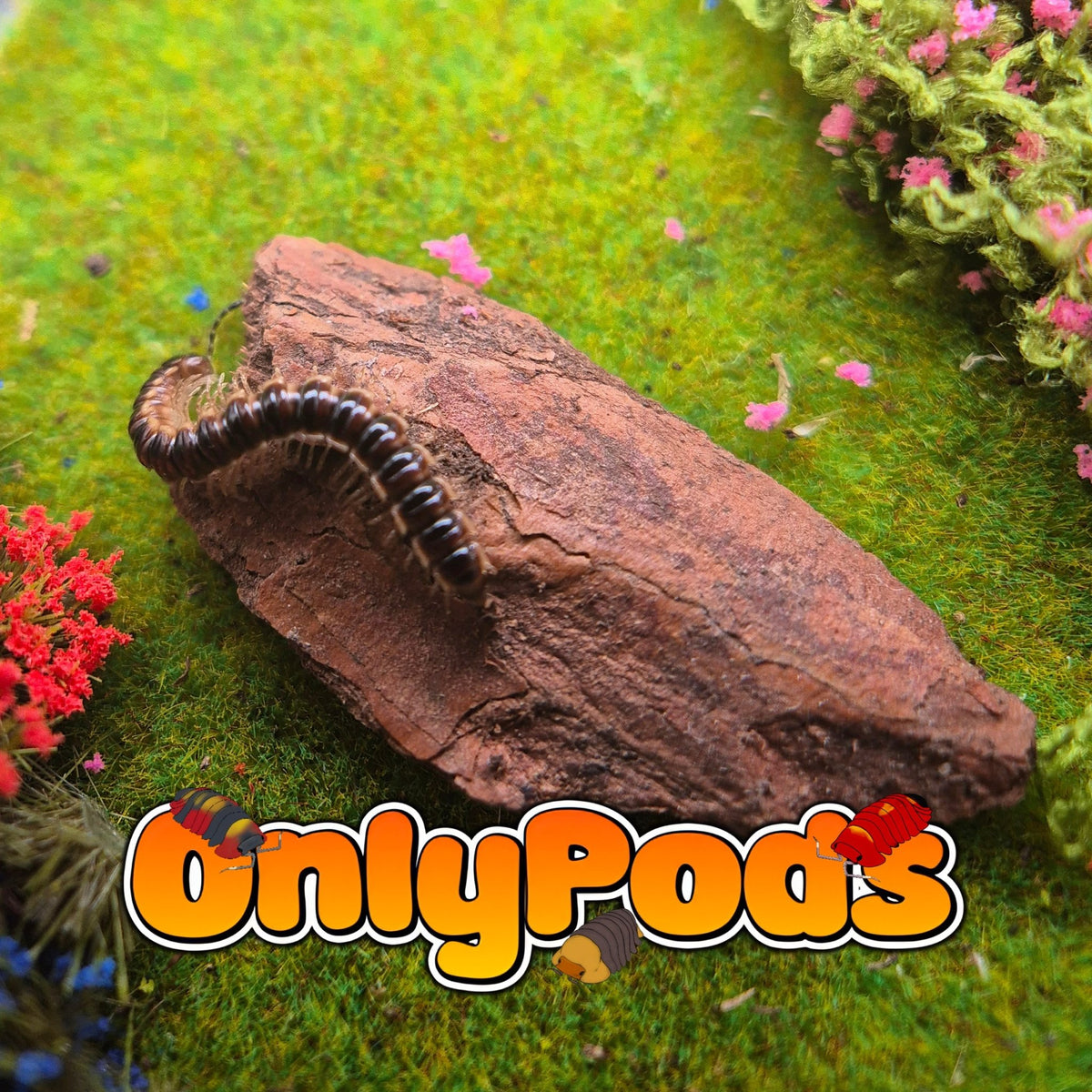 Greenhouse Millipede (Oxidus Gracilis) Millipedes for sale UK - OnlyPods