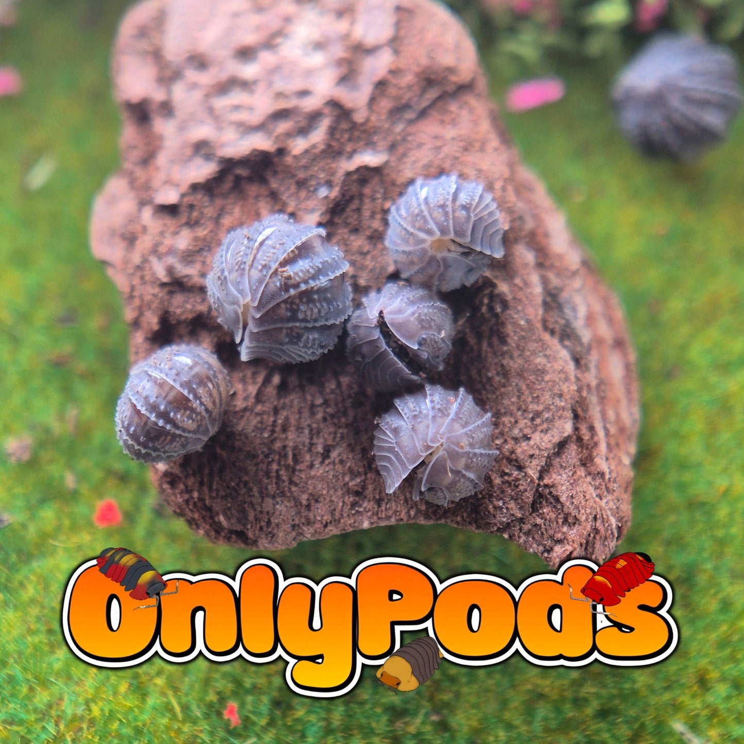 Hedgehog Isopod (Armadillidium Serratum) Isopod for sale UK - OnlyPods