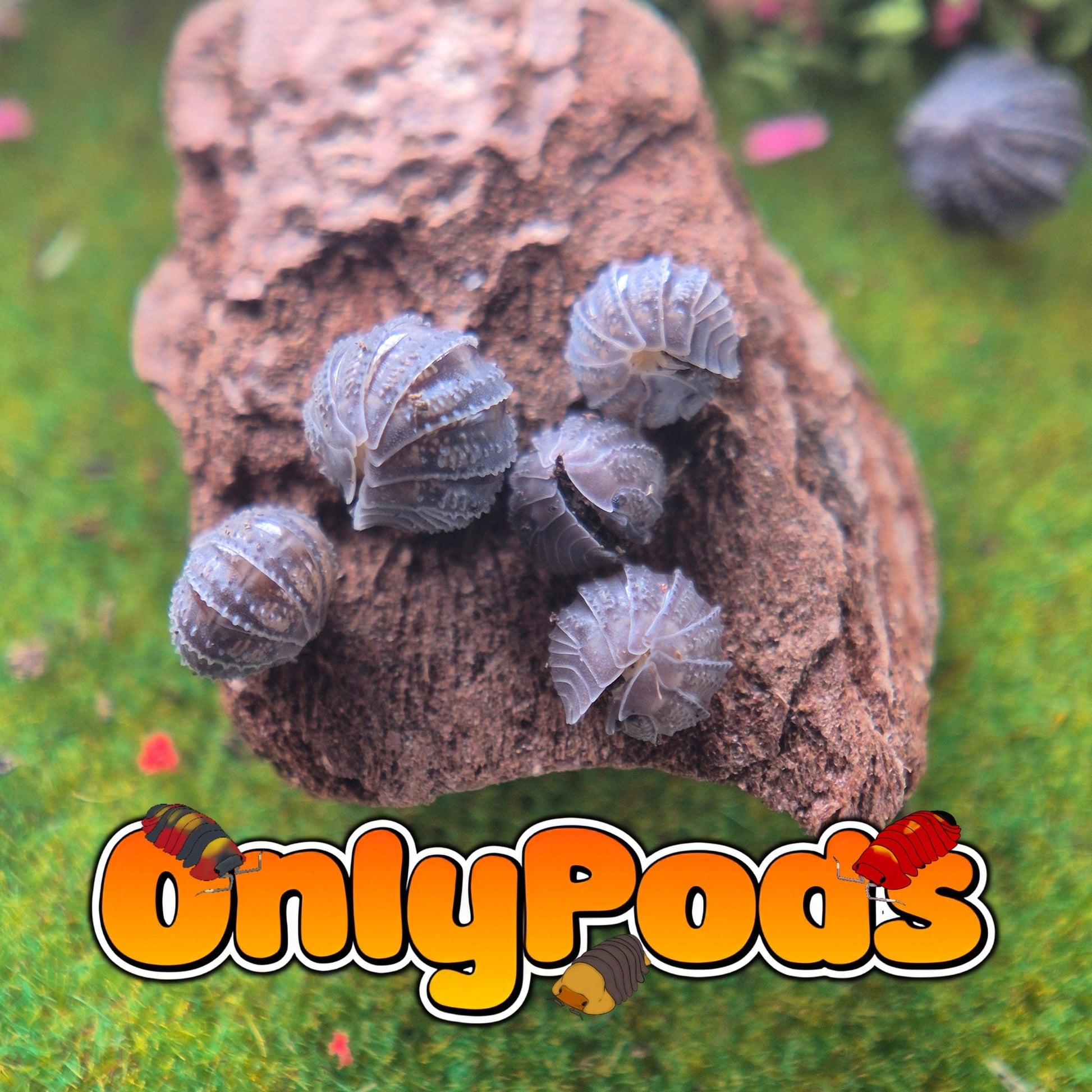 Hedgehog Isopod (Armadillidium Serratum) Isopod for sale UK - OnlyPods