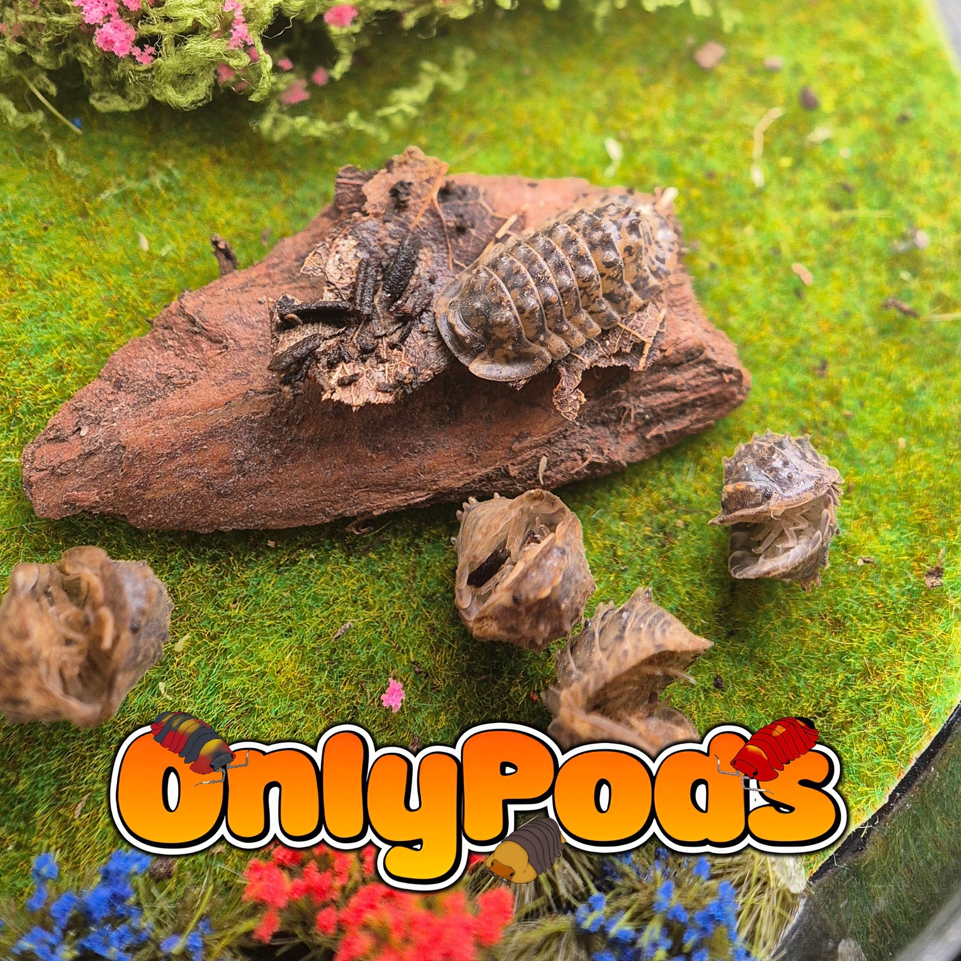 Isopoda Crocodile Isopod for sale UK - OnlyPods